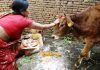 आज तिहारको चौथो दिन ; गाई, गोरु, गोवर्द्धन र हलि पूजा गरिदै !
