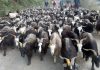 यसवर्ष च्याङग्राको मूल्य घट्यो