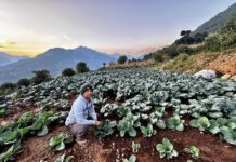 तीन दशकपछि गाउँ फर्किएर तरकारी खेतीमा रमाउँदै कमलप्रसाद पौडेल