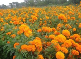 सयपत्री खेतीबाट सबै खर्च कटाएर वार्षिक सात लाख सम्म कमाइ