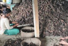 अलैँची निर्यातमा उत्साहजनक वृद्धि, पाँच महिनामै ६० प्रतिशतले बढ्यो