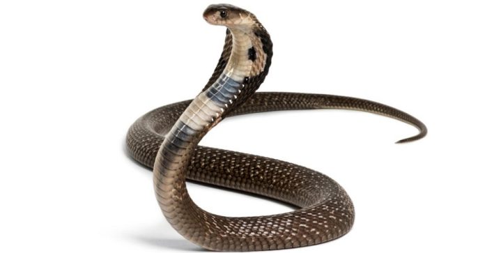 Snake11687763933